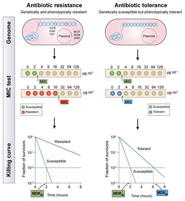 Combating Antibiotic Tolerance Through Activating <mark class="highlighted">Bacterial Metabolism</mark>
